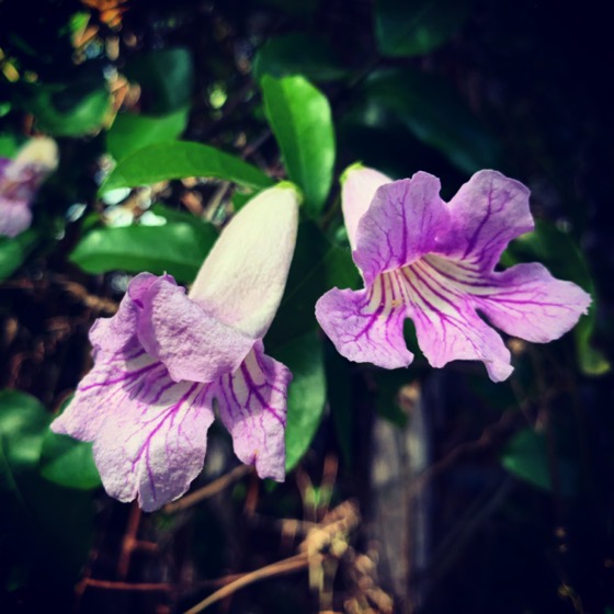 Clytostoma flowers via Instagram