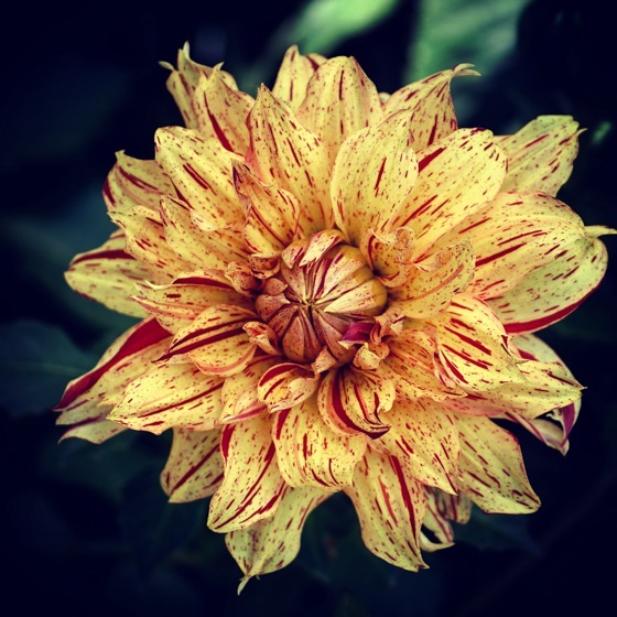 Dahlia Flower via Instagram
