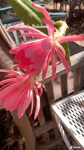 Epiphyllum blooms in the garden via TikTok [Video]