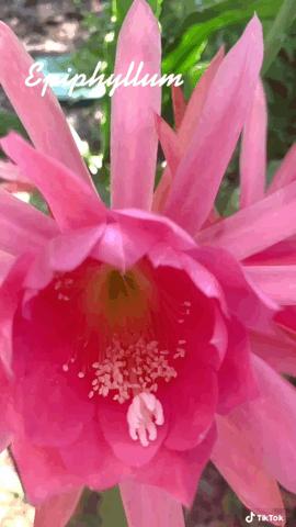 Epiphyllum #flowers in the garden today via TikTok [Video]