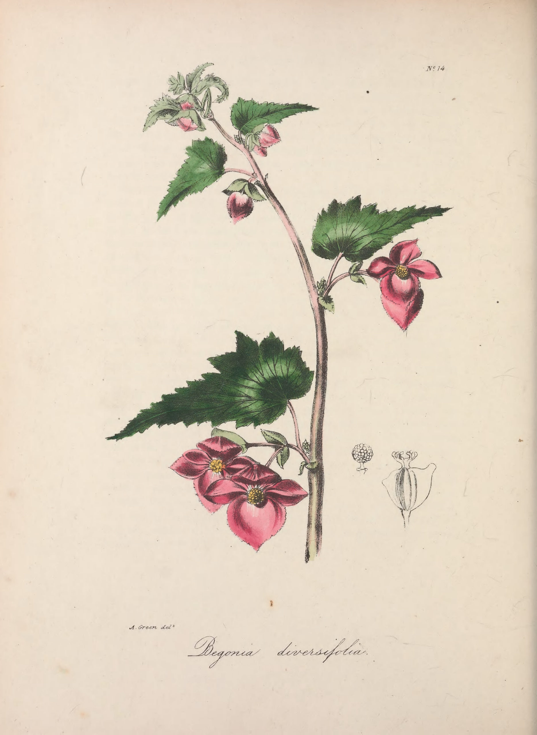 Vintage Botanical Prints - 45 in a series - Begonia diversifolia from The floral cabinet and magazine of exotic botany (1837)