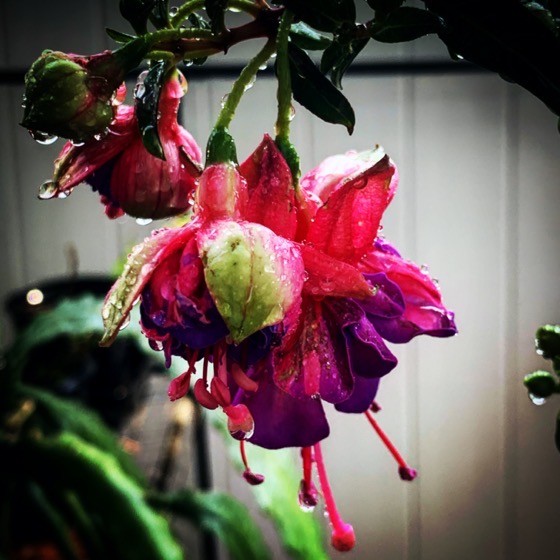 Fuchsia Flower - A New Plant In The Garden via Instagram