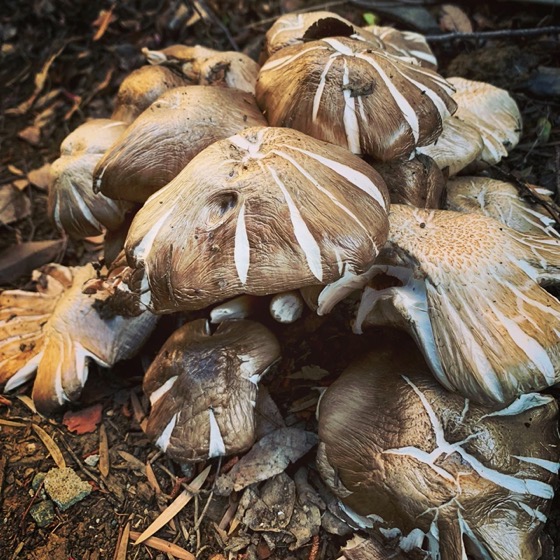 Unknown fungi growing on roots of recently removed tree via Instagram