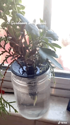 3D Printed Water Propagators Are Showing Roots via TikTok [Video]