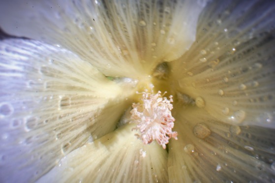Geranium Flower Macro via Instagram