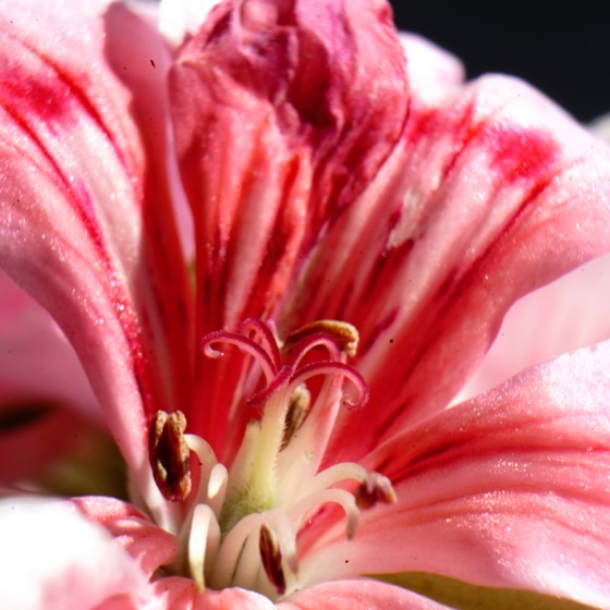 Macro geranium flower via Instagram