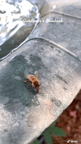 In the garden…Bee takes a drink via TikTok [Video]