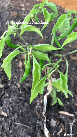 In the garden...Cayenne Peppers Growing via TikTok [Video]