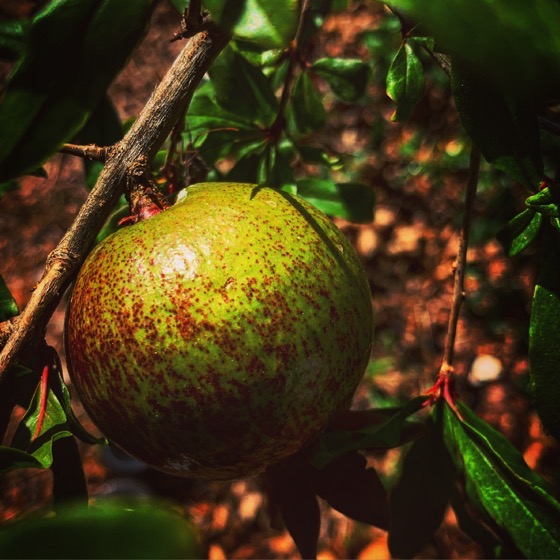 Pomegranate in the garden via Instagram