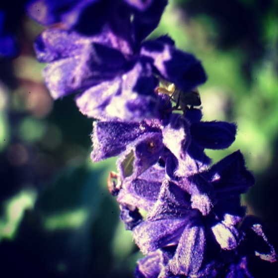 Mexican Sage Flower Macro via Instagram