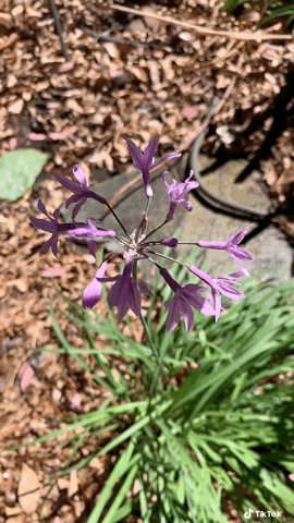 In the garden…Society Garlic Flowers Dance In The Sun (Tulbaghia violacea