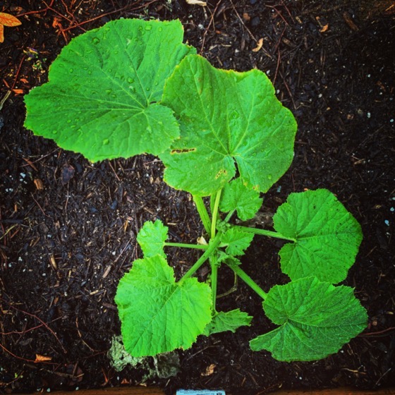 New zucchini transplant in the garden via Instagram