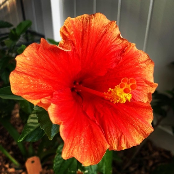 Hibiscus Flower via Instagram
