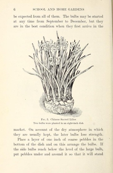 Historical Garden Books - 139 in a series - School and home gardens (1913) by William Herman Dietrich Meier