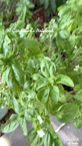 In the #garden …Gathering basil for pesto tonight via TikTok [Video]