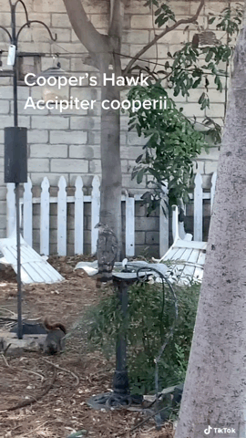Cooper’s Hawk (Accipiter Cooperii) in the garden again today via TikTok [Video]