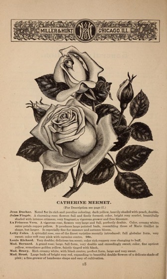 Historical Seed Catalogs - 118 in a series - Miller & Hunt Florists (1884)
