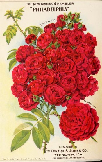 Historical Seed Catalogs - 116 in a series - New floral guide (1904)