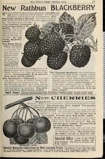 Historical Seed Catalogs - 116 in a series - New floral guide (1904)