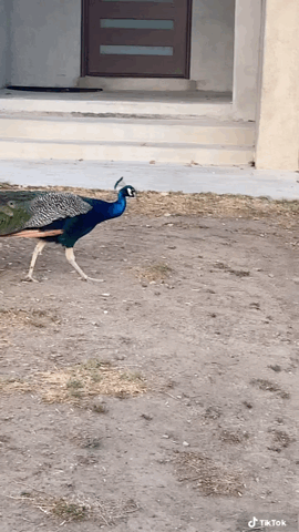 Percy, our neighborhood peacock via TikTok [Video]