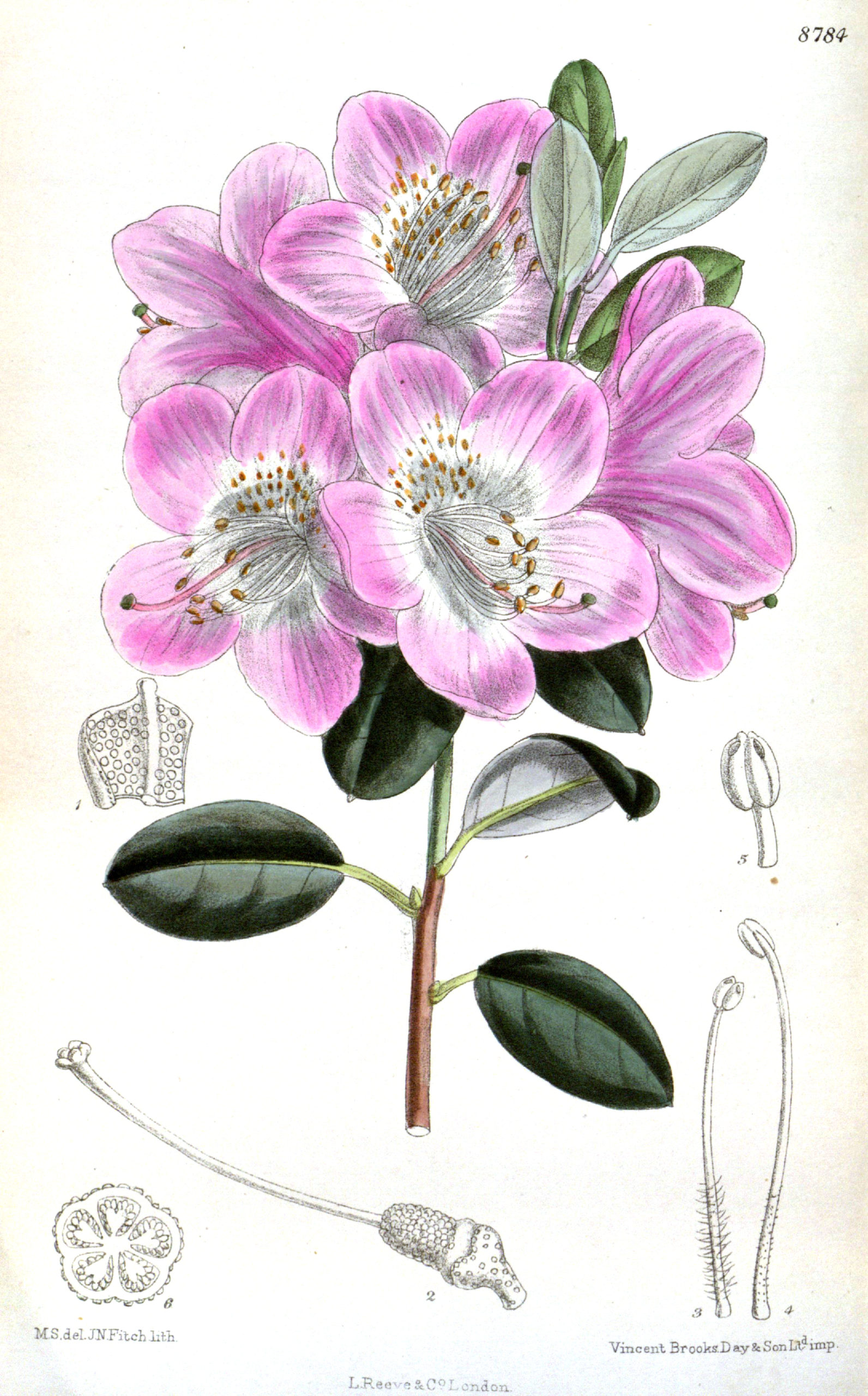 Vintage Botanical Prints - 56 in a series -  Rhododendron oreotrephes (1801) from Curtis's botanical magazine