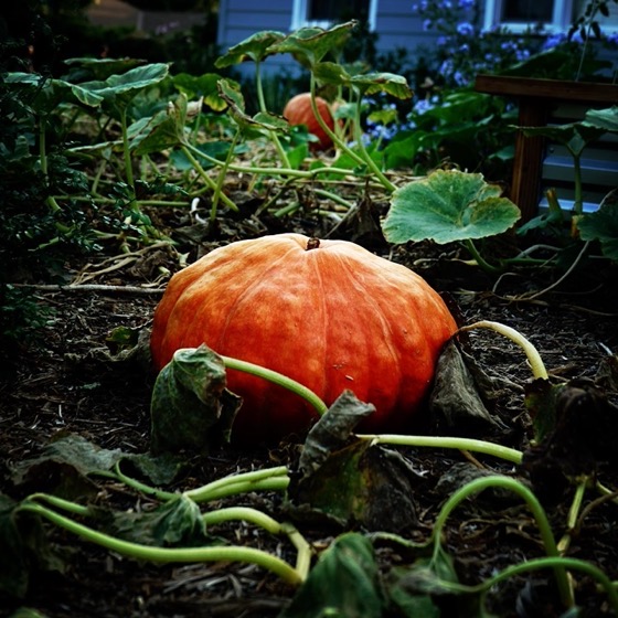 The Great Pumpkin In A Neighbor’s Yard via Instagram -- also available on T-Shirts, Hats and More!