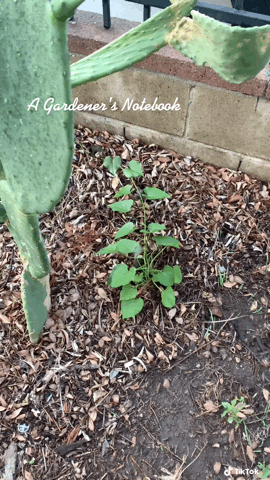 Sweet Potato Check-in from A Gardener’s Notebook via TikTok [Video]