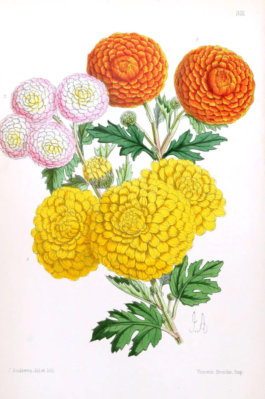 Vintage Botanical Prints - 65 in a series - Pompon Ciirysantheimuims from The Floral magazine; comprising figures and descriptions of popular garden flowers (1867)