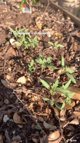 Simple Tomato Seedlings - A Gardener’s Notebook via TikTok [Video]
