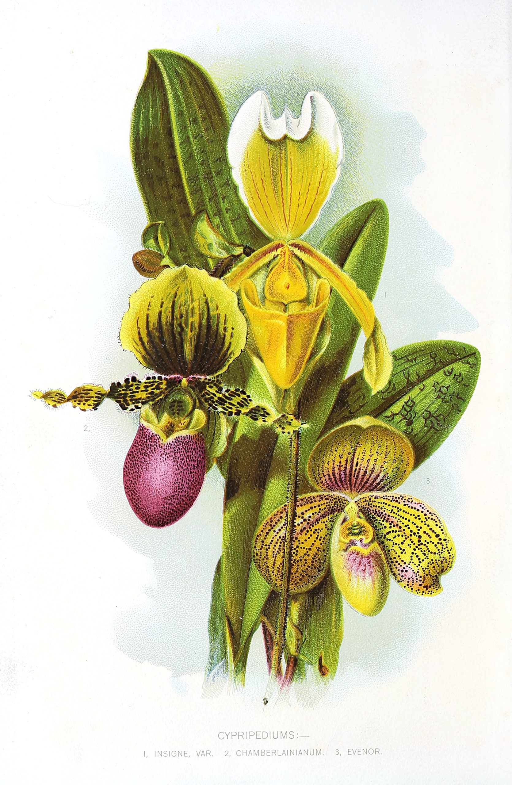Vintage Botanical Prints - 70 in a series - Cypripediums from The gardener's assistant (1907)