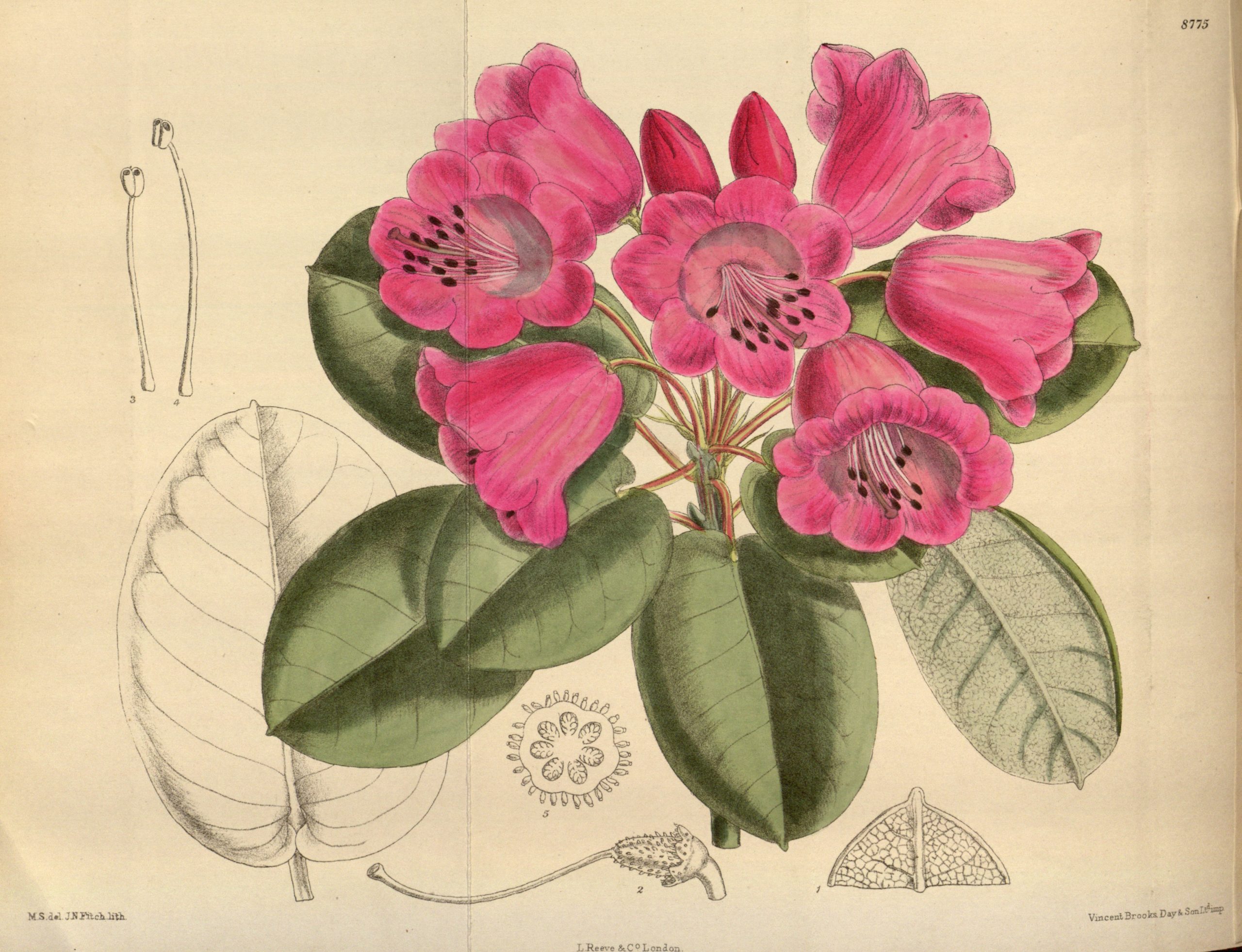 Vintage Botanical Prints - 68 in a series - Rhododendron orbiculare from Curtis's botanical magazine (1801)