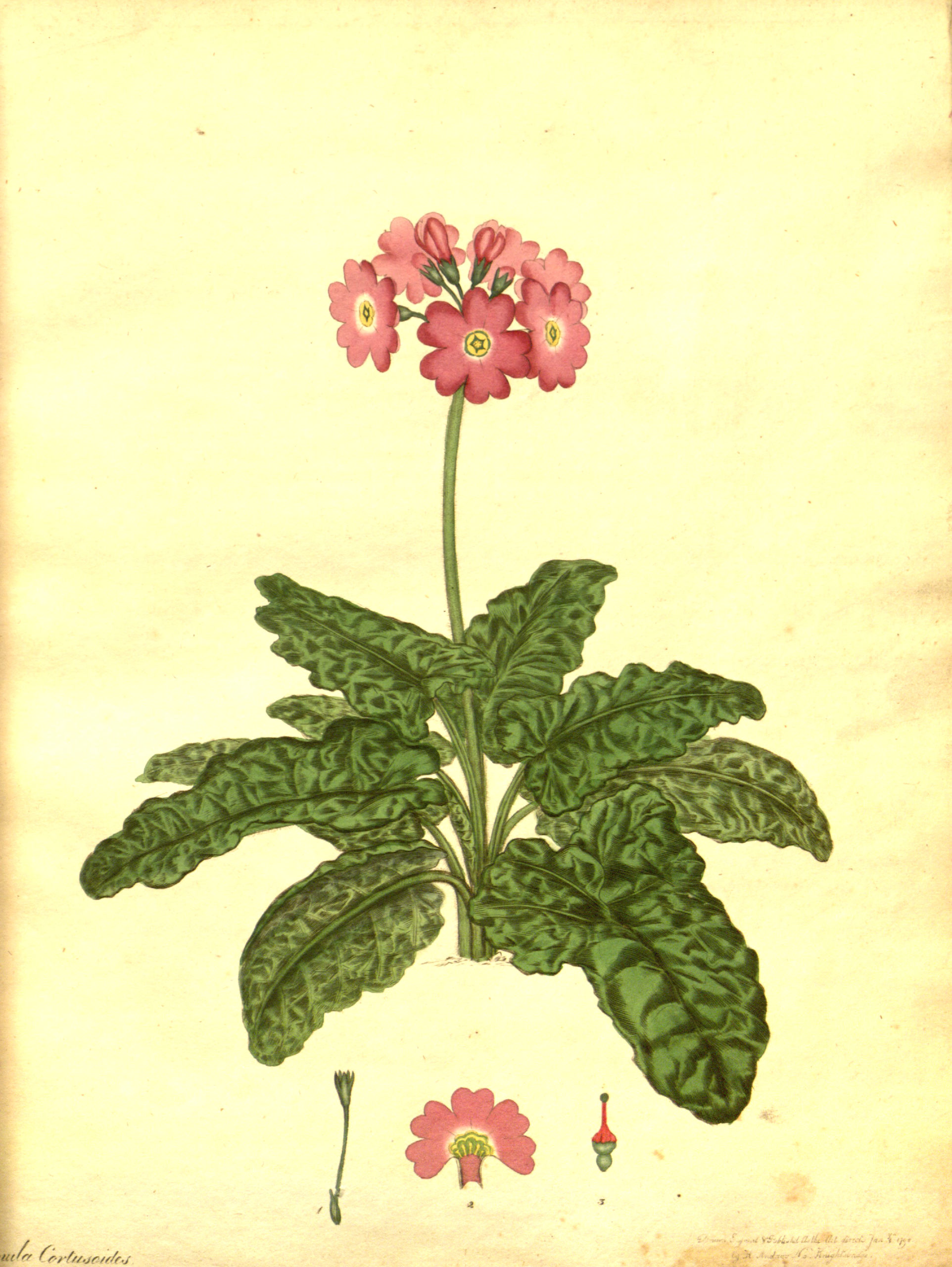 Vintage Botanical Prints - 69 in a series - Primula Cortusoides from The botanist's repository (1797)