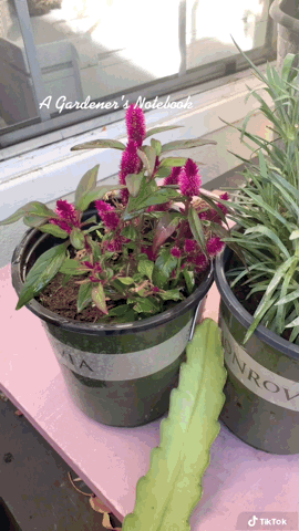 Rescuing Sad Plants - A Gardener’s Notebook via TikTok [Video]