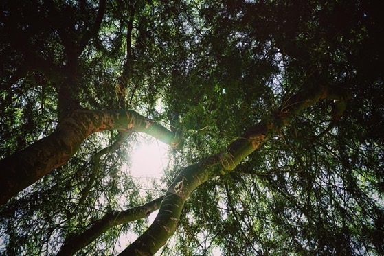 Palo Verde Trees, Sunnylands Center and Gardens, Rancho Mirage, California 25 via Instagram