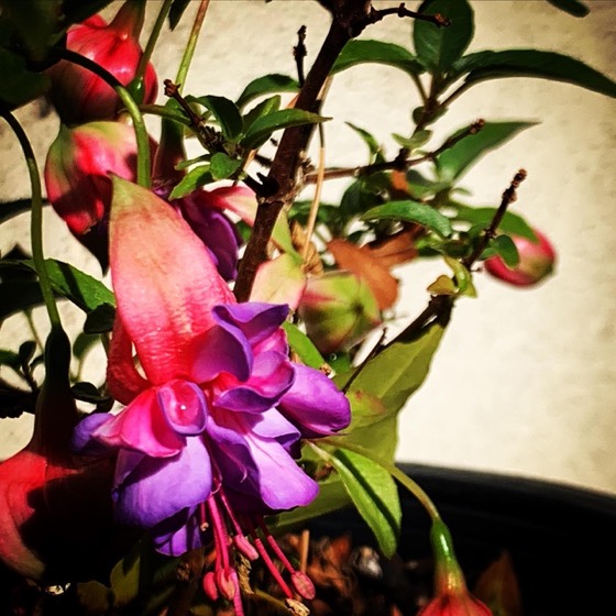 Flowering Now: Fuchsia Flowers In The Garden Today via Instagram