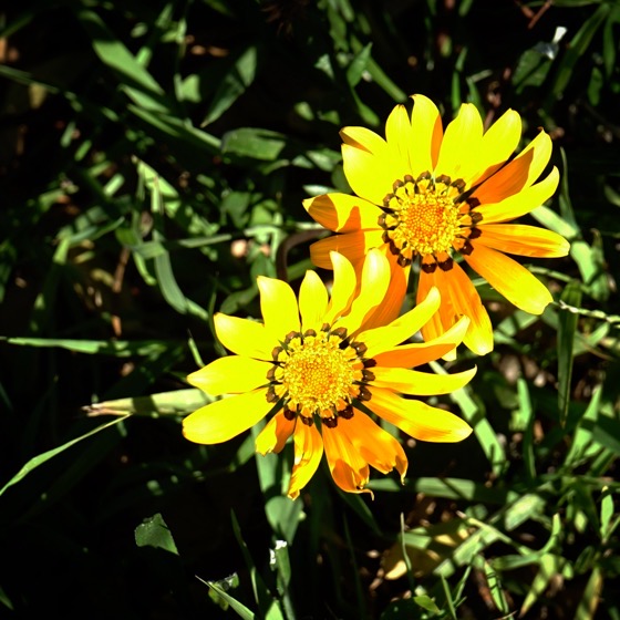 Gazania Flowers In The Garden via Instagram