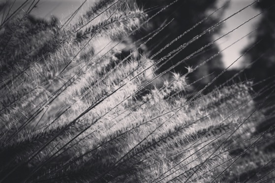 Fountain grass in black-and-white via Instagram