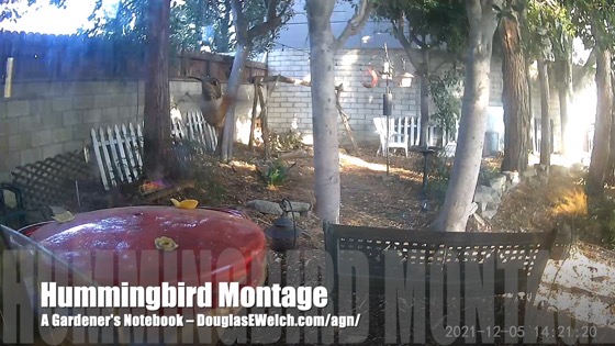 Hummingbird Montage, December 5, 2021 [Video]