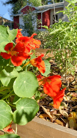 Flowering Now: Nasturtiums in the Garden Slomo via TIkTok [Video]