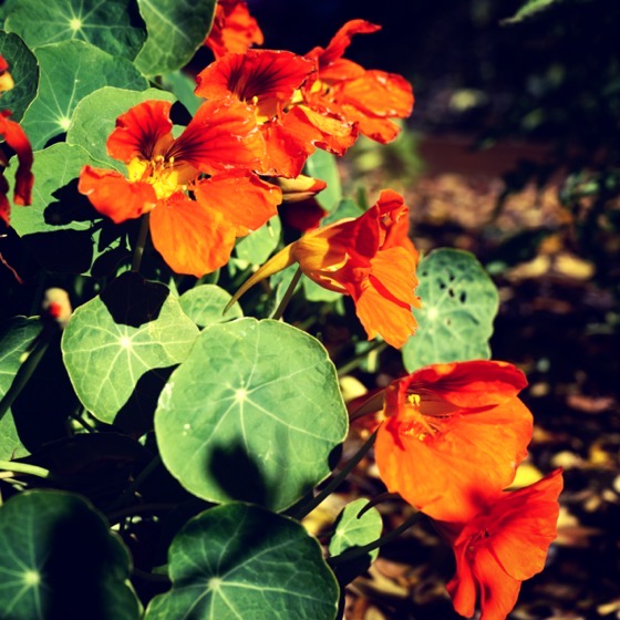 Flowering Now: Nasturtiums in the Garden via Instagram