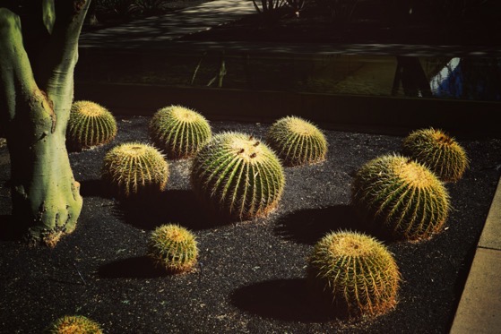Sunnylands Center and Gardens, Rancho Mirage, California 15 via Instagram