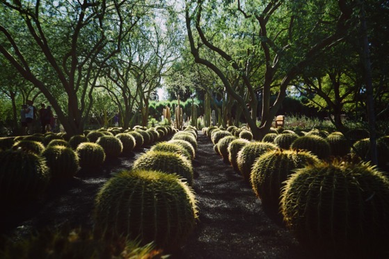 Sunnylands Center and Gardens, Rancho Mirage, California 16 via Instagram