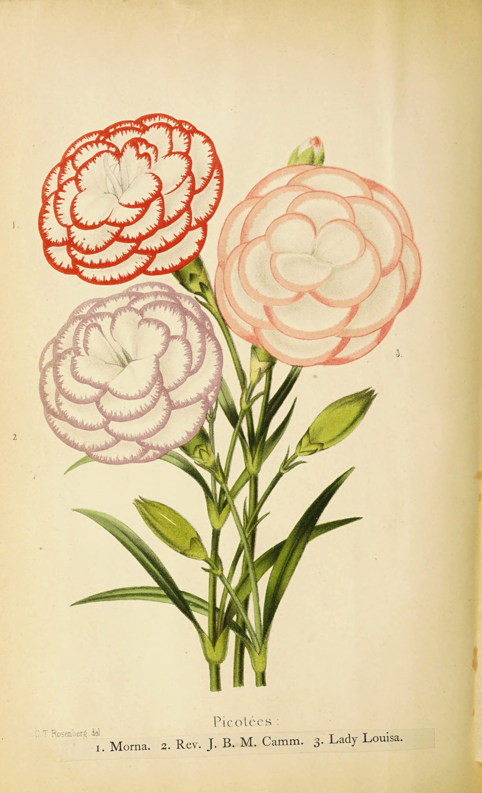 Vintage Botanical Prints - 72 in a series - New Picotees from The florist and pomologist (1879)