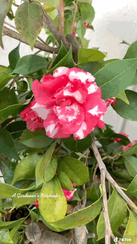 Bi-color Camellia In the Neighborhood via TikTok