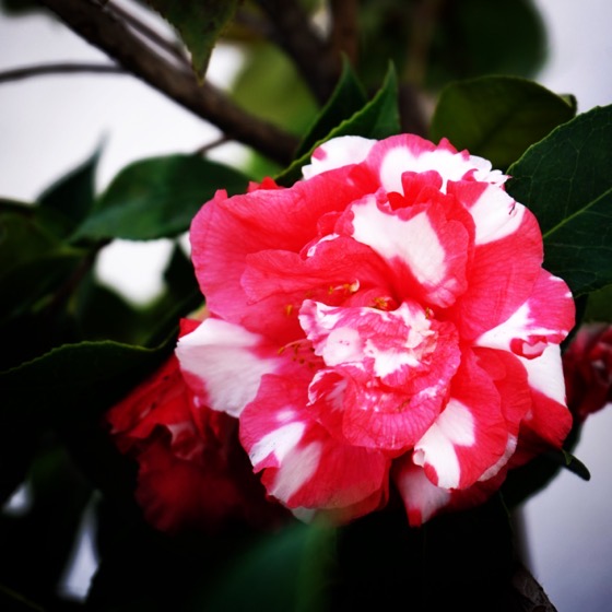 Flowering Now: Bi-color Camellia Flower In The Neighborhood via Instagram