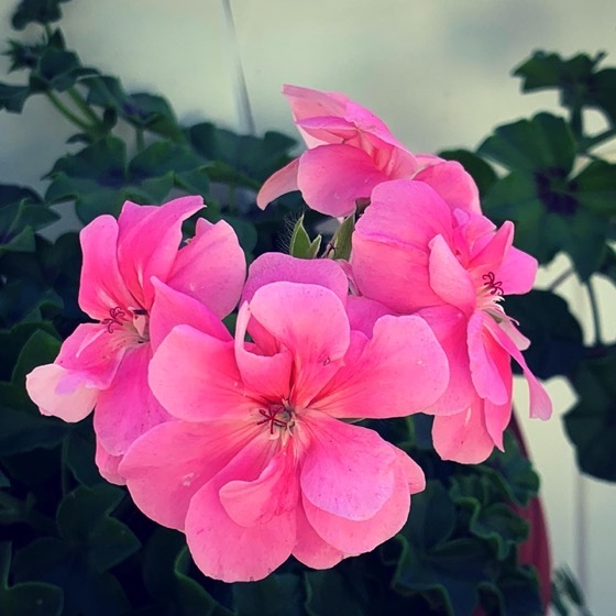 Flowering Now: Geranium Flowers via Instagram