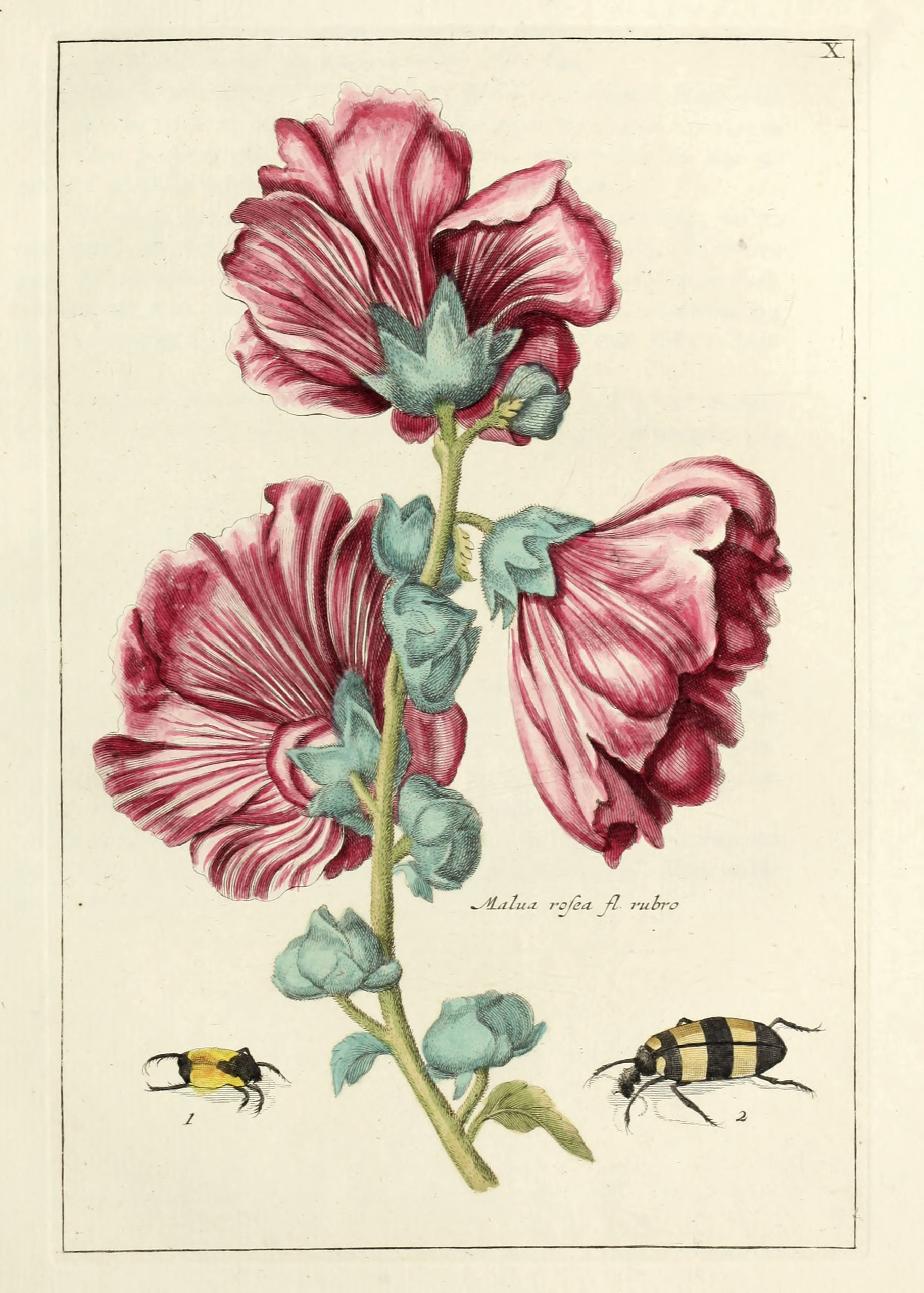 Vintage Botanical Prints - 73 in a series - Vintage Malua Rosea Print from Nederlandsch bloemwerk (1794)