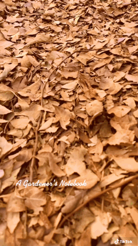 Winter in the Garden via TikTok [Video]