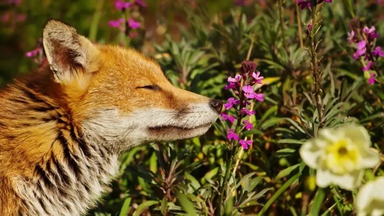 10 Plants That Will Turn Your Back Yard Into a Wildlife Sanctuary via Lifehacker [Shared]