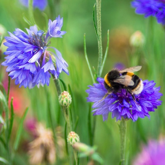Bee garden ideas – 8 expert tips to create a bee sanctuary in your garden via Ideal Home [Shared]